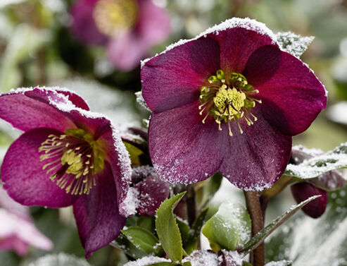 Snow-frosted deep red blooms of the Snow Rose Ice N Roses Red