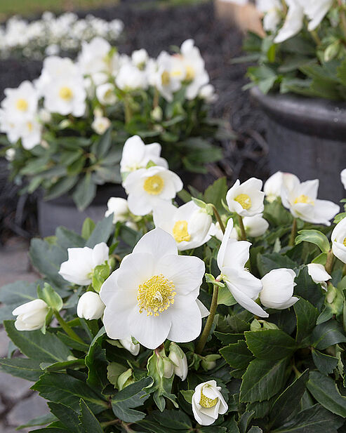 WinterSun Christrosen in grauen Tongefäßen auf der Terrasse.