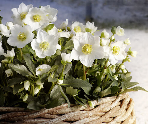 Christmas Rose Wintergold in a wicker basket in the snow