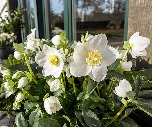 WinterSun Christrose in der Tonschale auf der Terrasse im winterlichen Sonnenschein.