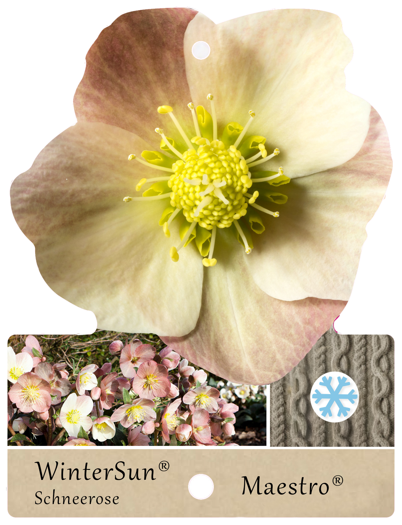 Schneerosen – pflegeleichte Winterblüher