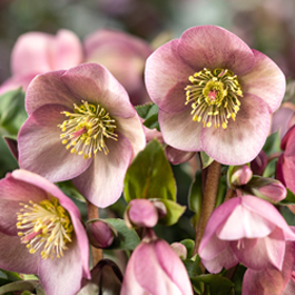 Ice Breaker® Schneerosen