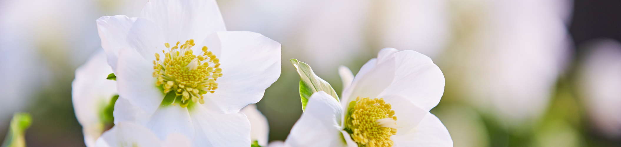 wintersun christrose