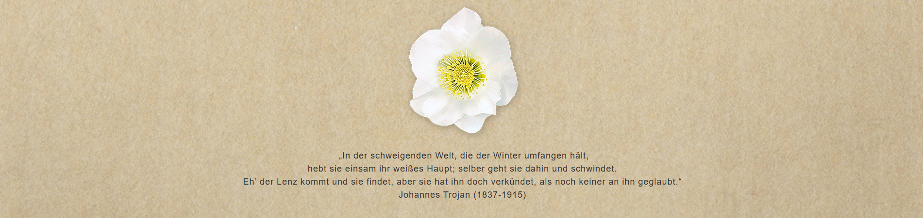 wintersun christrose johannes trojahn